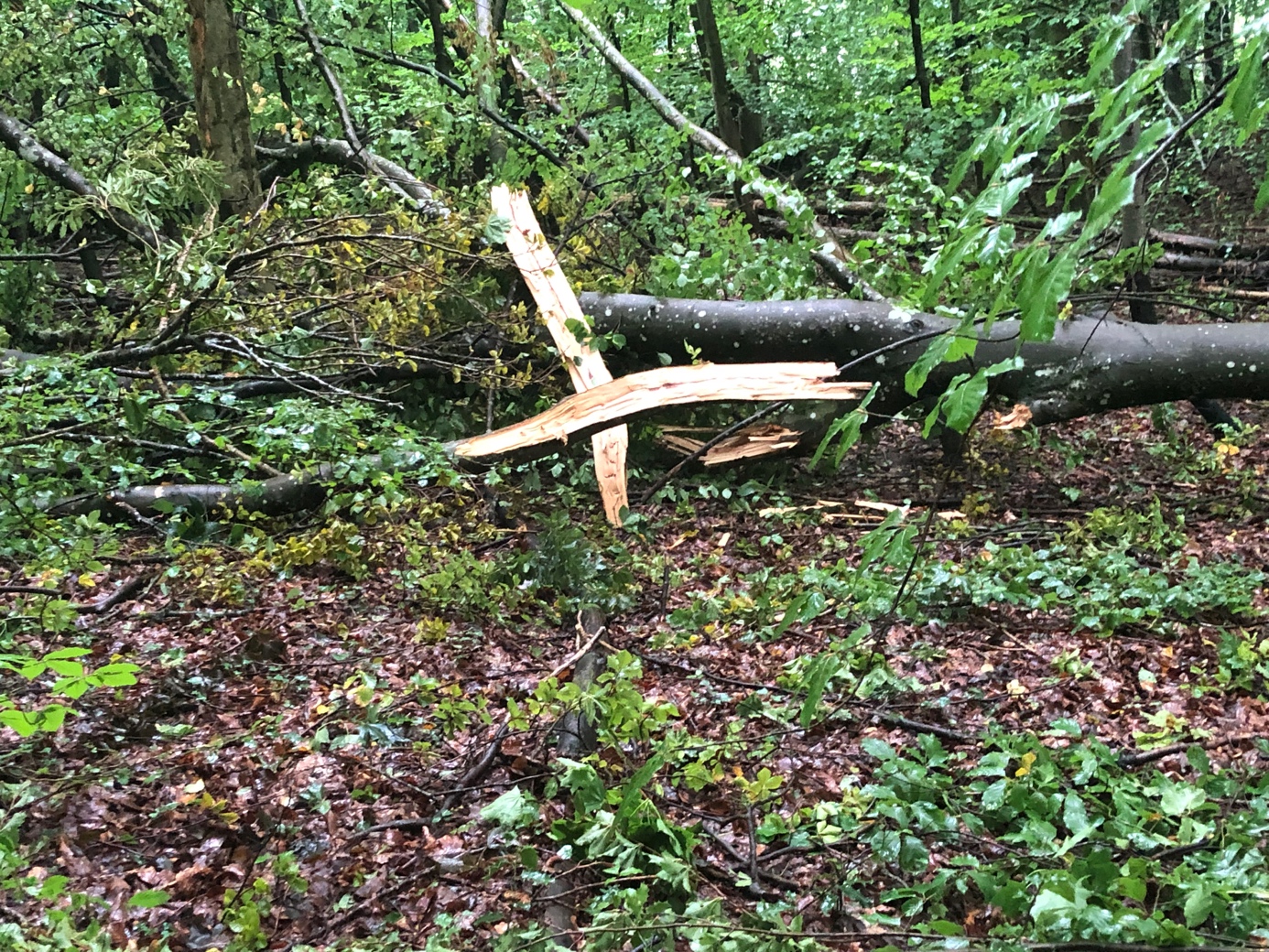 Ein Bild, das draußen, Dschungel, Wald, Gras enthält.

Automatisch generierte Beschreibung