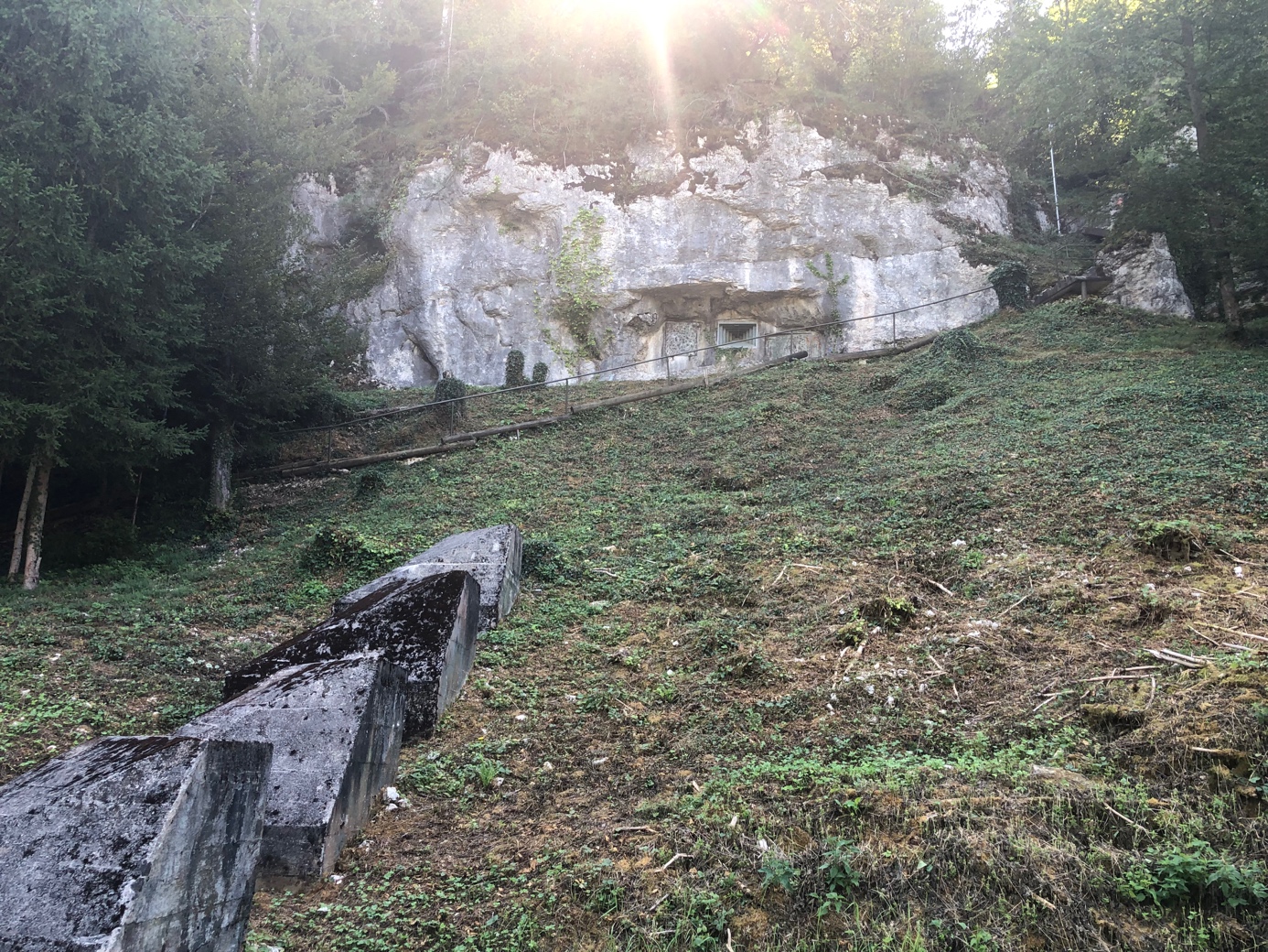 Ein Bild, das draußen, Gras, Pflanze, Baum enthält.

Automatisch generierte Beschreibung