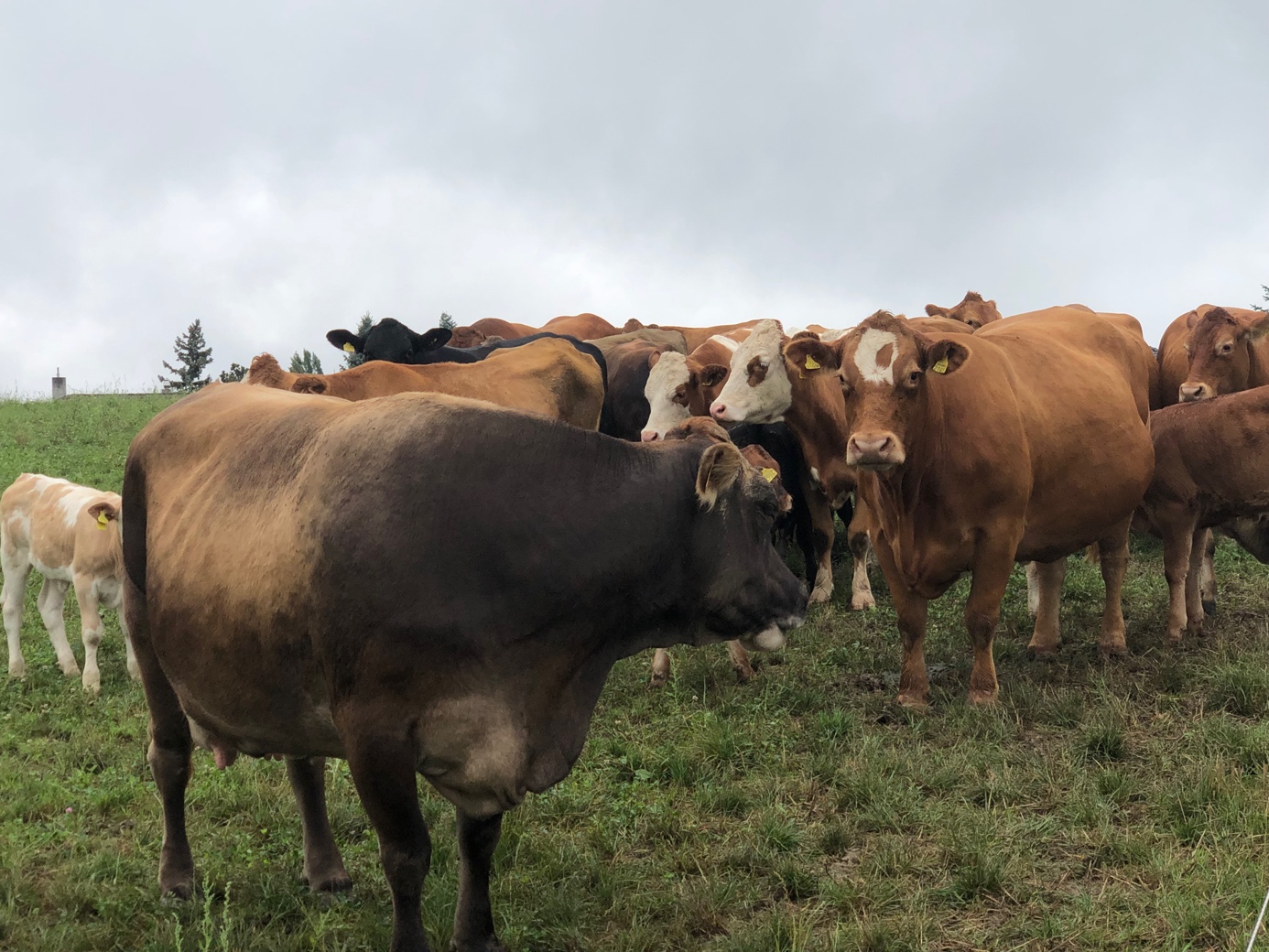 Ein Bild, das Gras, draußen, Kuh, Rind enthält.

Automatisch generierte Beschreibung