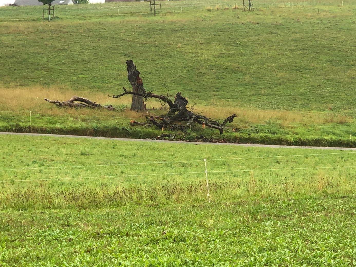 Ein Bild, das Gras, draußen, Pflanze, Feld enthält.

Automatisch generierte Beschreibung