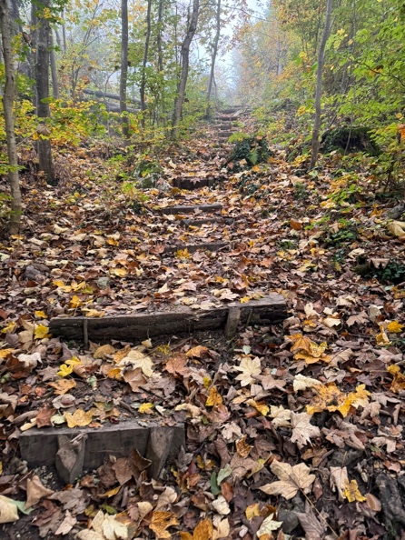 Ein Bild, das draußen, Abszission, Herbst, Pflanze enthält.

Automatisch generierte Beschreibung