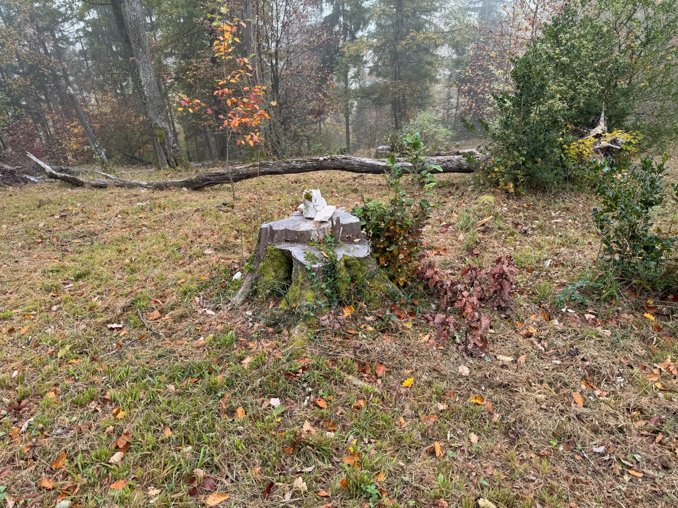 Ein Bild, das draußen, Baum, Gras, Pflanze enthält.

Automatisch generierte Beschreibung