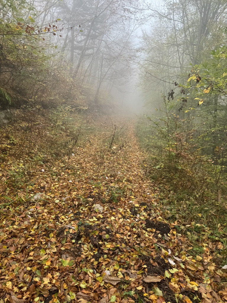 Ein Bild, das draußen, Baum, Natur, Nebel enthält.

Automatisch generierte Beschreibung