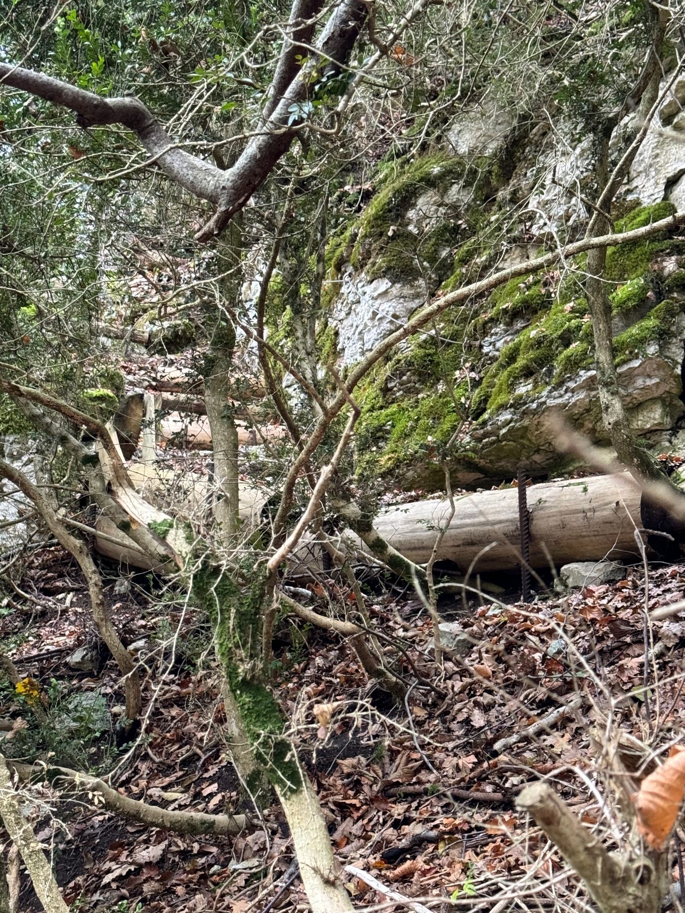 Ein Bild, das draußen, Baum, Zweig, Wald enthält.

Automatisch generierte Beschreibung