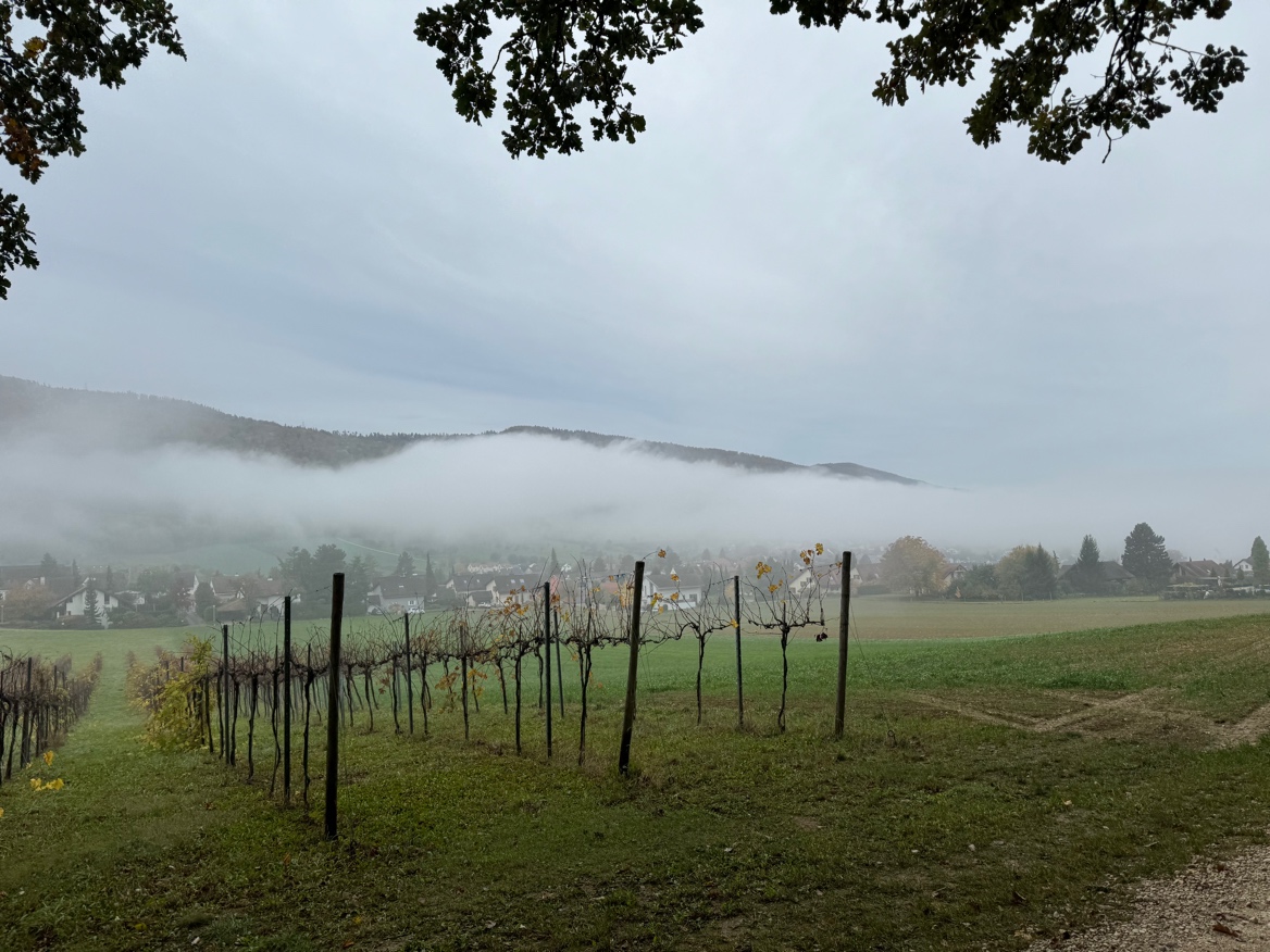 Ein Bild, das draußen, Gras, Baum, Wolke enthält.

Automatisch generierte Beschreibung