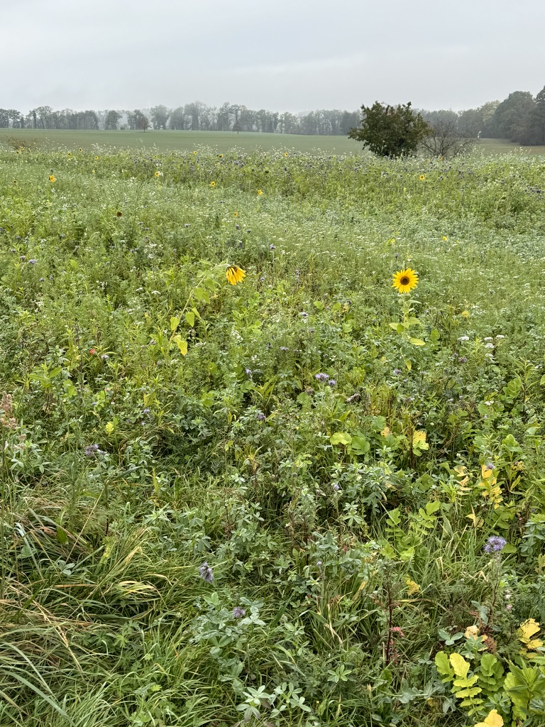 Ein Bild, das draußen, Gras, Himmel, Pflanze enthält.

Automatisch generierte Beschreibung