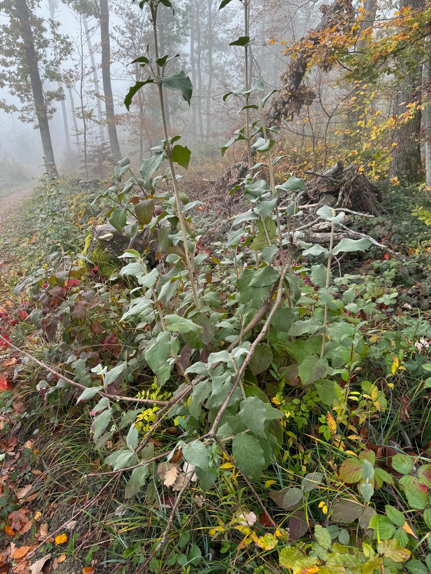 Ein Bild, das draußen, Nebel, Herbst, Natur enthält.

Automatisch generierte Beschreibung