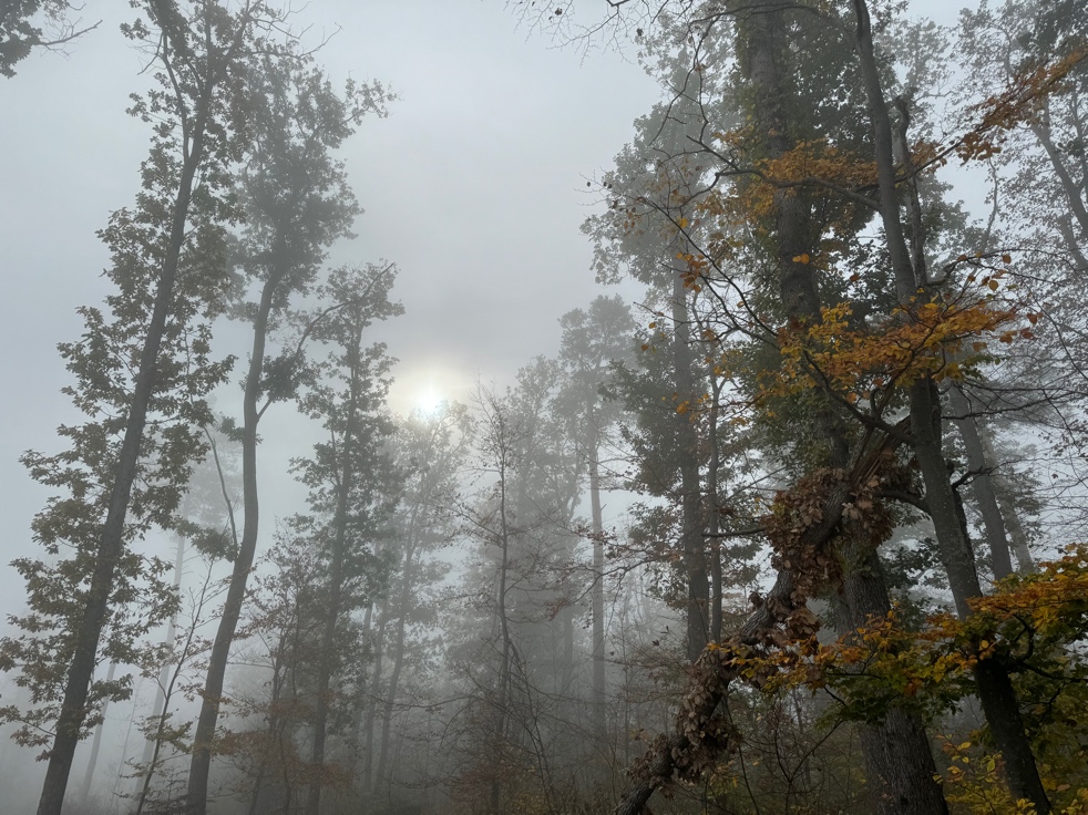 Ein Bild, das draußen, Pflanze, Baum, Nebel enthält.

Automatisch generierte Beschreibung