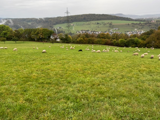 Ein Bild, das Gras, draußen, Feld, Grasland enthält.

Automatisch generierte Beschreibung