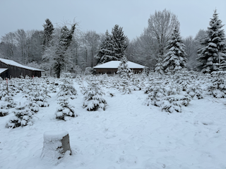 Ein Bild, das draußen, Baum, Gefrieren, Winter enthält.

Automatisch generierte Beschreibung