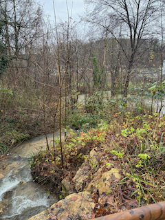 Ein Bild, das draußen, Baum, Pflanze, Wasser enthält.

Automatisch generierte Beschreibung