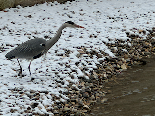 Ein Bild, das Wasservögel, Vogel, draußen, Schnee enthält.

Automatisch generierte Beschreibung