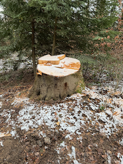 Ein Bild, das Baum, draußen, Gelände, Pflanze enthält.

Automatisch generierte Beschreibung