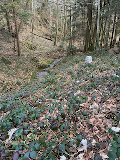 Ein Bild, das draußen, Baum, Wald, Gras enthält.

Automatisch generierte Beschreibung