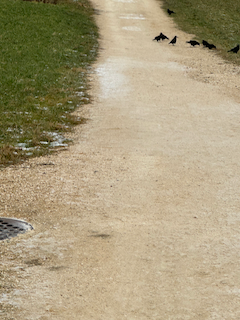 Ein Bild, das draußen, Gelände, Gras, Erde enthält.

Automatisch generierte Beschreibung