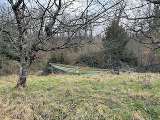 Ein Bild, das draußen, Gras, Baum, Himmel enthält.

Automatisch generierte Beschreibung