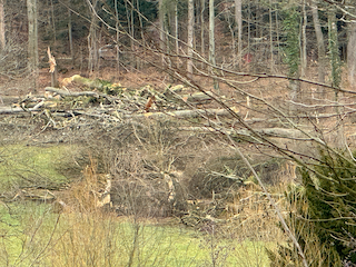 Ein Bild, das draußen, Gras, Baum, Pflanze enthält.

Automatisch generierte Beschreibung