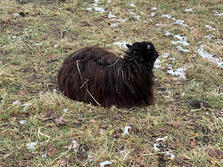 Ein Bild, das draußen, Gras, Säugetier, Feld enthält.

Automatisch generierte Beschreibung