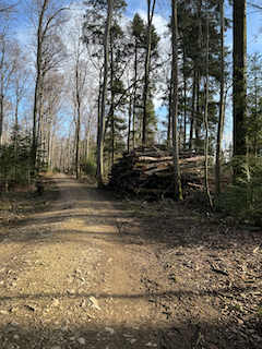 Ein Bild, das draußen, Himmel, Gelände, Wald enthält.

Automatisch generierte Beschreibung