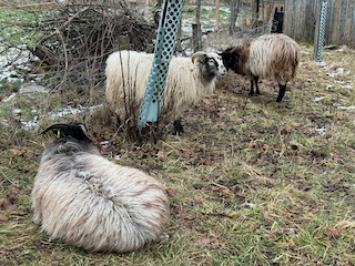 Ein Bild, das draußen, Säugetier, Schaf, Gras enthält.

Automatisch generierte Beschreibung