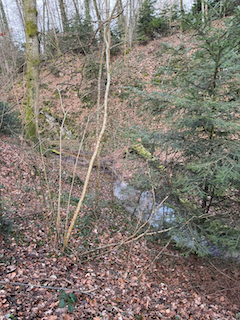 Ein Bild, das draußen, Wald, Umwelt, Wildnis enthält.

Automatisch generierte Beschreibung