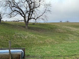 Ein Bild, das Gras, draußen, Pflanze, Himmel enthält.

Automatisch generierte Beschreibung