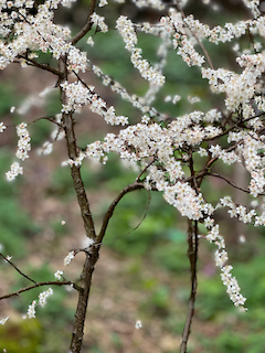 Ein Bild, das Baum, draußen, Blüte, Frühling enthält.

Automatisch generierte Beschreibung