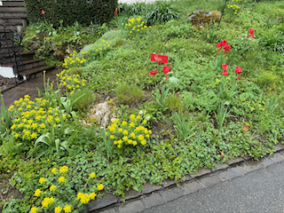 Ein Bild, das draußen, Blume, Einjährige Pflanzen, Bodendecker enthält.

Automatisch generierte Beschreibung