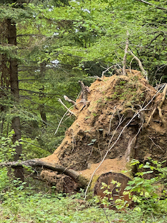 Ein Bild, das draußen, Dschungel, Natur, Primärwald enthält.

Automatisch generierte Beschreibung