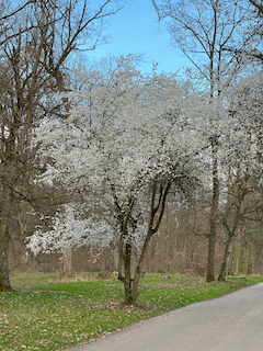 Ein Bild, das draußen, Gras, Himmel, Zweig enthält.

Automatisch generierte Beschreibung