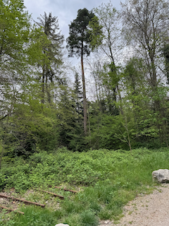 Ein Bild, das draußen, Gras, Pflanze, Baum enthält.

Automatisch generierte Beschreibung