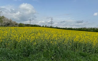 Ein Bild, das draußen, Himmel, Gemüse, Gras enthält. Automatisch generierte Beschreibung