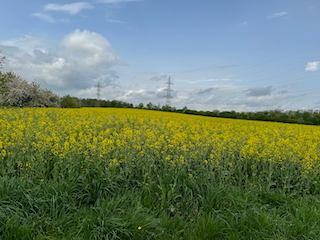 Ein Bild, das draußen, Himmel, Gemüse, Gras enthält.

Automatisch generierte Beschreibung