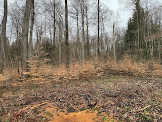 Ein Bild, das draußen, Himmel, Wald, Umwelt enthält.

Automatisch generierte Beschreibung