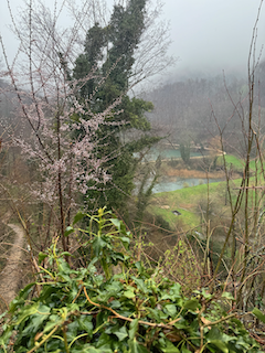 Ein Bild, das draußen, Natur, Gras, Nebel enthält.

Automatisch generierte Beschreibung