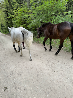 Ein Bild, das draußen, Pferd, Säugetier, Gelände enthält.

Automatisch generierte Beschreibung