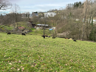 Ein Bild, das Gras, draußen, Himmel, Feld enthält.

Automatisch generierte Beschreibung