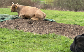 Ein Bild, das Gras, draußen, Pflanze, Liegen enthält. Automatisch generierte Beschreibung