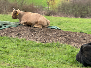 Ein Bild, das Gras, draußen, Pflanze, Liegen enthält.

Automatisch generierte Beschreibung