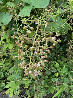 Ein Bild, das draußen, Baum, Halbstrauch, Flora enthält.

Automatisch generierte Beschreibung