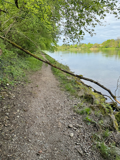 Ein Bild, das draußen, Baum, Pflanze, Gras enthält.

Automatisch generierte Beschreibung