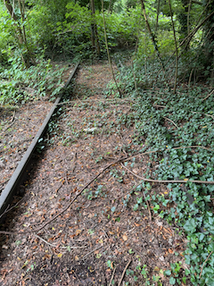 Ein Bild, das draußen, Baum, Wald, Gelände enthält.

Automatisch generierte Beschreibung