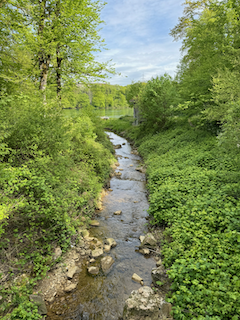 Ein Bild, das draußen, Baum, Wasser, Pflanze enthält.

Automatisch generierte Beschreibung