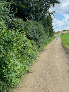 Ein Bild, das draußen, Baum, Wolke, Gras enthält.

Automatisch generierte Beschreibung