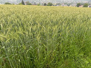 Ein Bild, das draußen, Feldfrucht, Landwirtschaft, Feld enthält.

Automatisch generierte Beschreibung