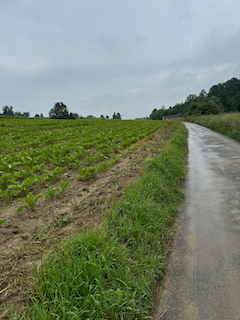 Ein Bild, das draußen, Gras, Himmel, Pflanze enthält.

Automatisch generierte Beschreibung