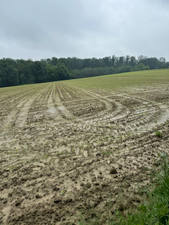 Ein Bild, das draußen, Gras, Himmel, Wolke enthält.

Automatisch generierte Beschreibung