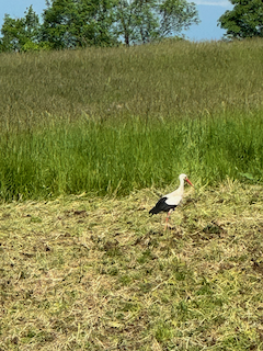 Ein Bild, das draußen, Gras, Pflanze, Wasservögel enthält.

Automatisch generierte Beschreibung