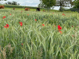 Ein Bild, das draußen, Gras, Pflanze, Wiese enthält.

Automatisch generierte Beschreibung