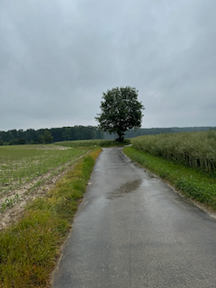 Ein Bild, das draußen, Himmel, Gras, Wolke enthält.

Automatisch generierte Beschreibung